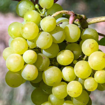 Саженцы Виноград Мускат Оттонель