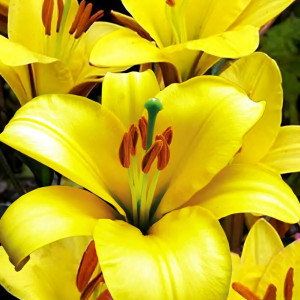  Лилия трубчатая Yellow Planet (Йеллоу Планет)