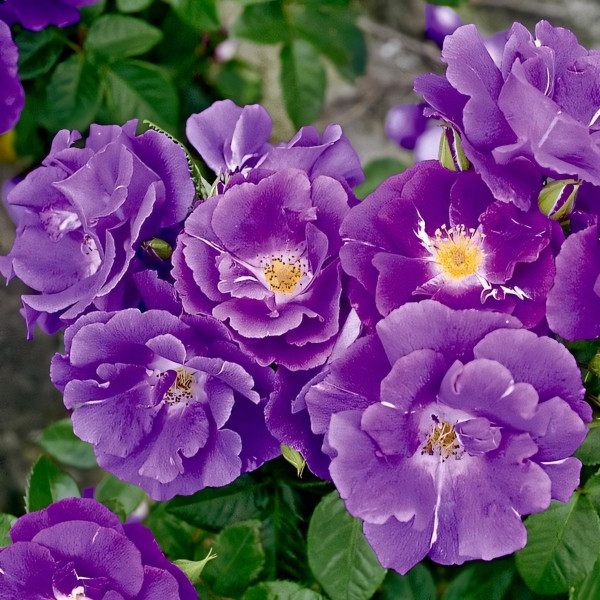 Саженцы Роза парковая Рапсодия ин Блю