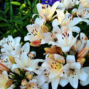  Лилия ЛА гибрид Champagne Diamond (Шампань Диамонд)