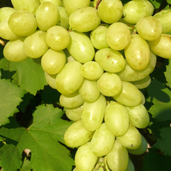 Саженцы Виноград Гарольд