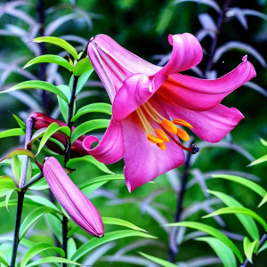  Лилия трубчатая Pink Perfection (Пинк Перфекшн)