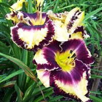 Саженцы Лилейник Glamoureyez (Гламурейез)