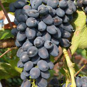 Саженцы Виноград Фуршетный