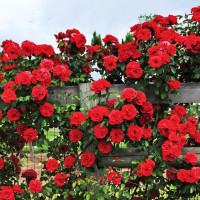 Саженцы Роза плетистая Флорентина