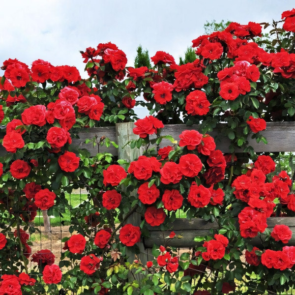 Саженцы Роза плетистая Флорентина