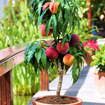 Саженцы Персик колоновидный Перстень