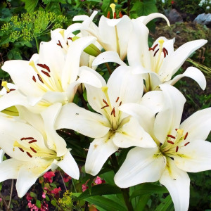  Лилия ЛА гибрид Bright Diamond (Брайт Диамонд)