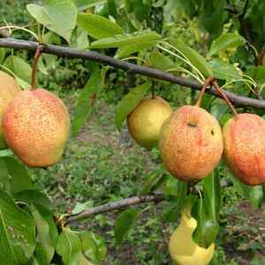 Саженцы Груша Киргизская Зимняя