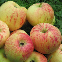 Саженцы Яблоня Балтика