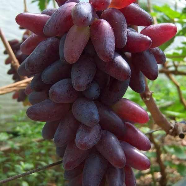 Саженцы Виноград Карнавал