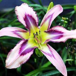 Саженцы Лилейник Dizzy Damselfly (Дизи Дамселфи)