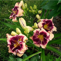 Саженцы Лилейник Sabine Bauer (Сабин Байер)