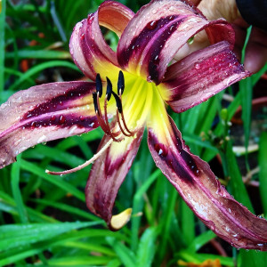 Саженцы Лилейник Black Arrowhead (Блэк Эраухед)