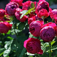 Саженцы Роза чайно-гибридная Аскот