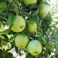 Саженцы Яблоня Ренет Симиренко