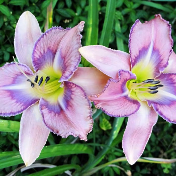 Саженцы Лилейник Mildred Mitchell (Милдрэд Митчел)