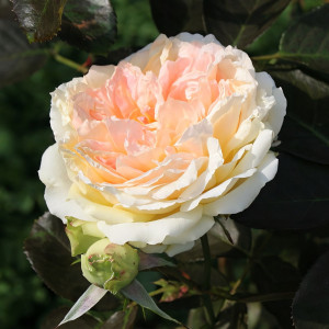 Саженцы Роза чайно-гибридная Альфонс Доде