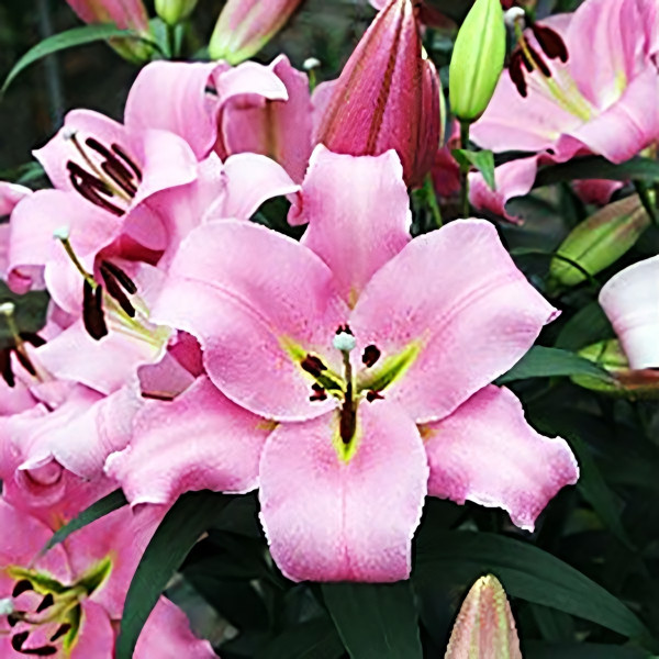 Луковицы Саженцы Лилия ОТ гибрид Gracefull (Грейсфул) (3шт.)