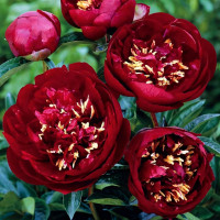 Саженцы Пион Buckeye Belle (Бакей Беле)