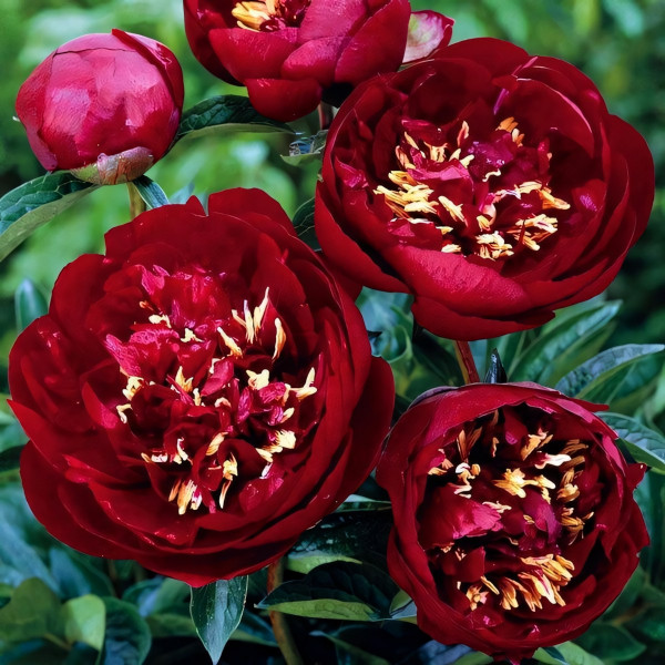 Саженцы Пион Buckeye Belle (Бакей Беле)