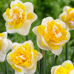 Нарцисс махровый Юник (в упаковке - 3шт.)