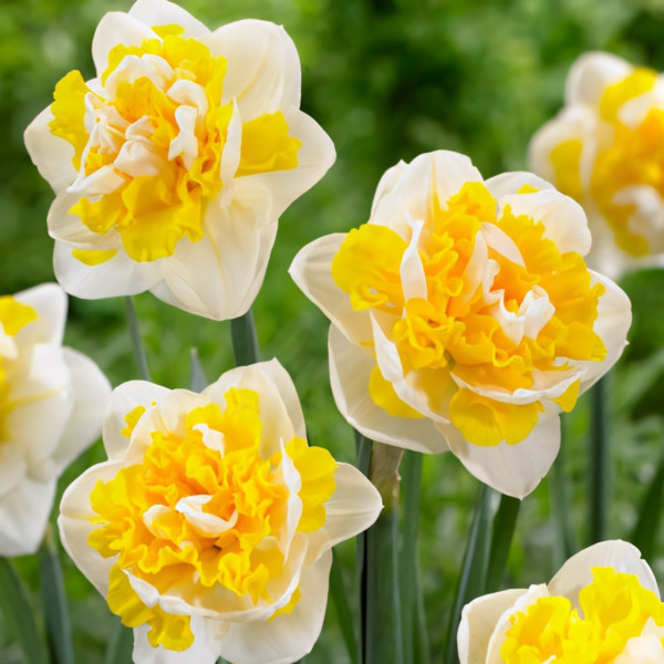 Луковицы Нарцисс махровый Юник (в упаковке - 3шт.)