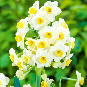 Нарцисс Аваланш (в упаковке - 3шт.)