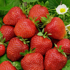 Клубника (крупноплодная) Фестивальная ромашка 5 шт. в упаковке