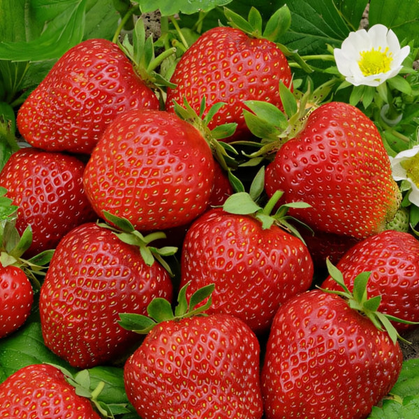 Клубника (крупноплодная) Фестивальная ромашка 5 шт. в упаковке