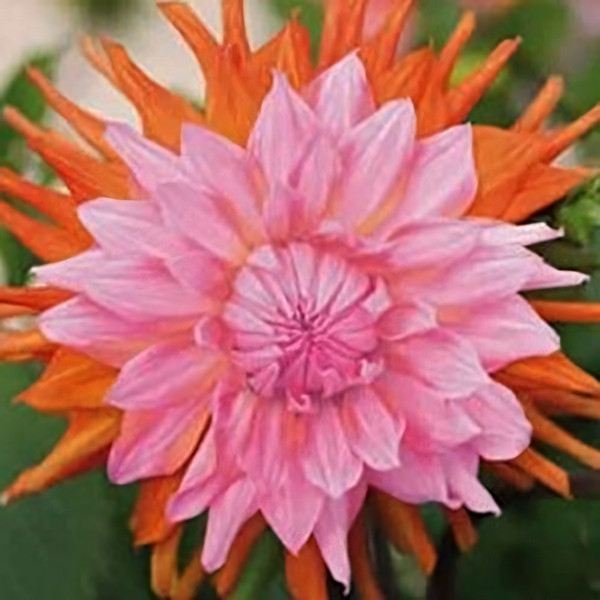 Саженцы Георгина декоративная Okapi's Sunset (Окапи Сансет)