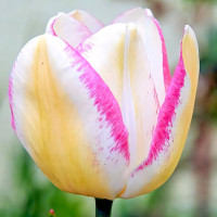 Луковицы Тюльпан Триумф Флэминг Эдж (в упаковке - 3шт.)