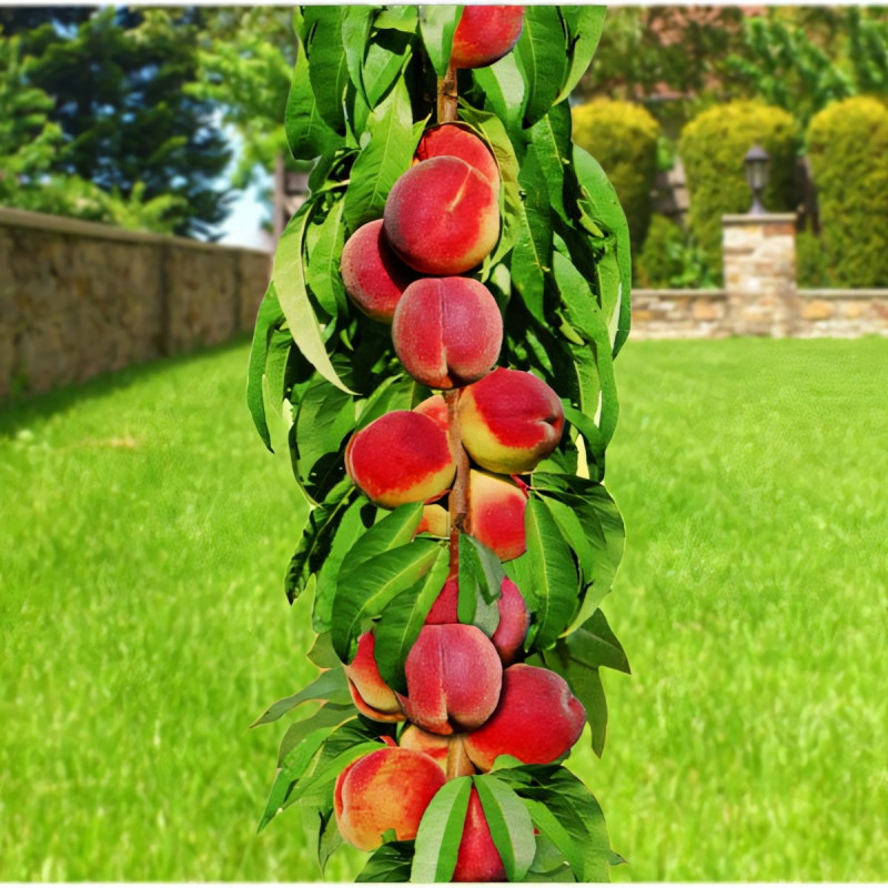 Саженцы Нектарин колоновидный Фантазия