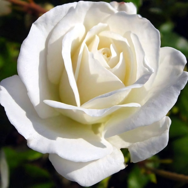 Саженцы Роза чайно-гибридная Мачо