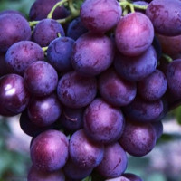 Саженцы Виноград Мускат Новошахтинский