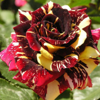 Саженцы Роза чайно-гибридная Абракадабра