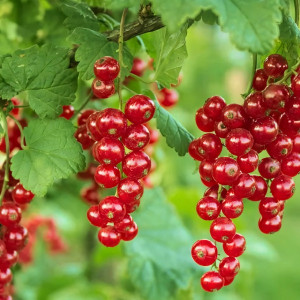 Саженцы Смородина красная Голландская