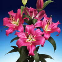 Луковицы Саженцы Лилия ОТ гибрид Fedora (Федора) (3шт.)