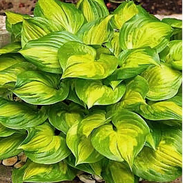 Саженцы Хоста Lakeside Banana Bay (Лэйксайд Банана Бэй) М