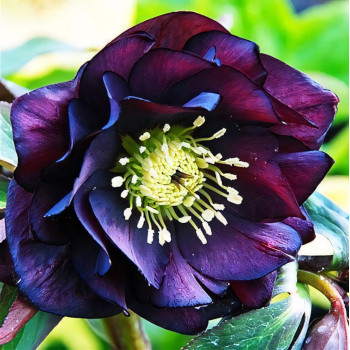 Морозник Дабл Эллен Пёрпл 