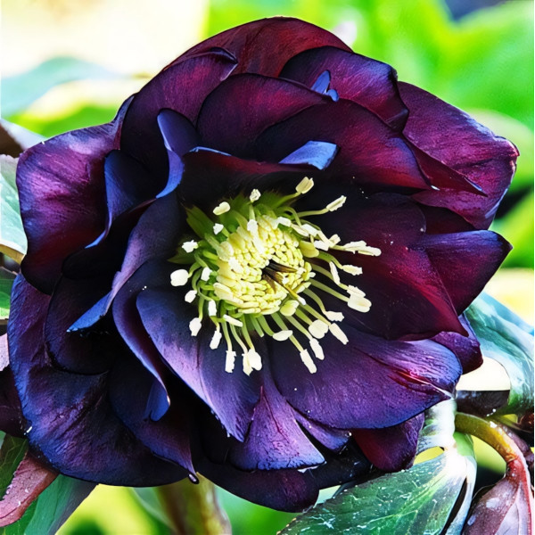 Саженец Морозник Дабл Эллен Пёрпл