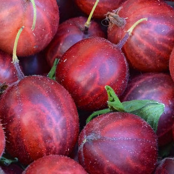 Саженцы Крыжовник красный крупный