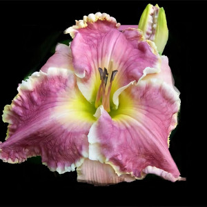 Саженцы Лилейник Hannah Marie (Ханнах Мари)