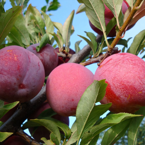 Саженцы Алыча Крупноплодная