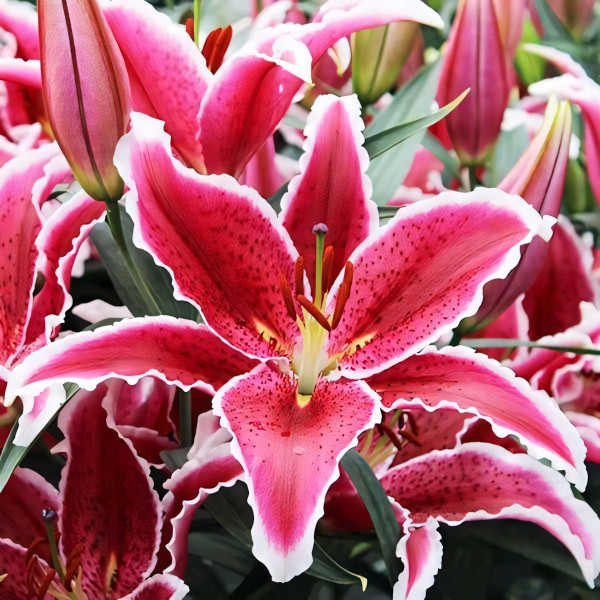 Луковицы  Лилия восточная Red Eyes (Ред Айз) (3шт.)