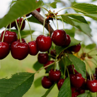 Саженцы Вишня Жуковская