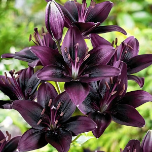  Лилия азиатская Black Charm (Блэк Шарм)