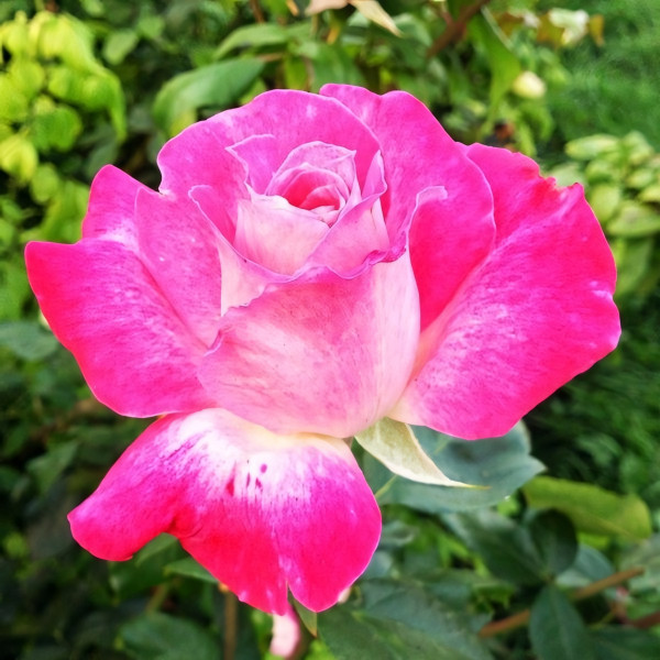 Саженцы Роза чайно-гибридная Роз Гожар