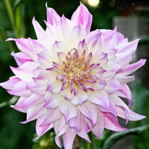 Саженцы Георгина декоративная Mom's Special (Момз Спешиал)