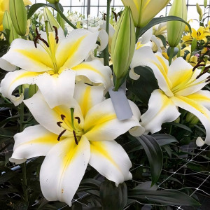  Лилия ОТ гибрид Budlight (Будлайт)